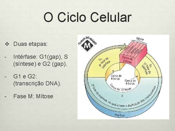 O Ciclo Celular v Duas etapas: - Intérfase: G 1(gap), S (síntese) e G