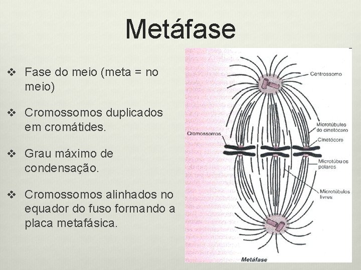 Metáfase v Fase do meio (meta = no meio) v Cromossomos duplicados em cromátides.