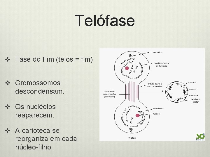 Telófase v Fase do Fim (telos = fim) v Cromossomos descondensam. v Os nucléolos