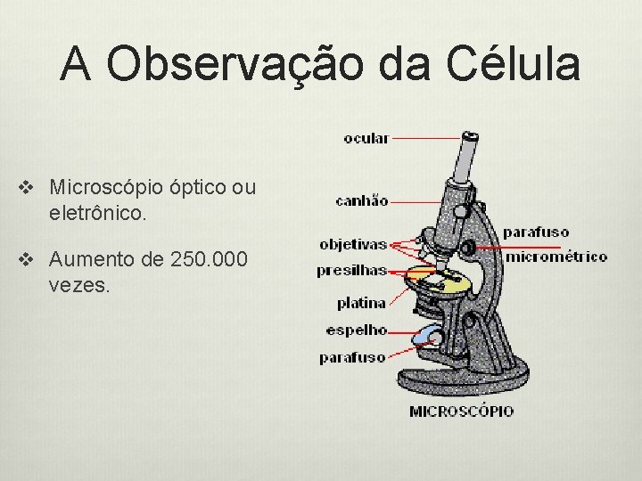 A Observação da Célula v Microscópio óptico ou eletrônico. v Aumento de 250. 000