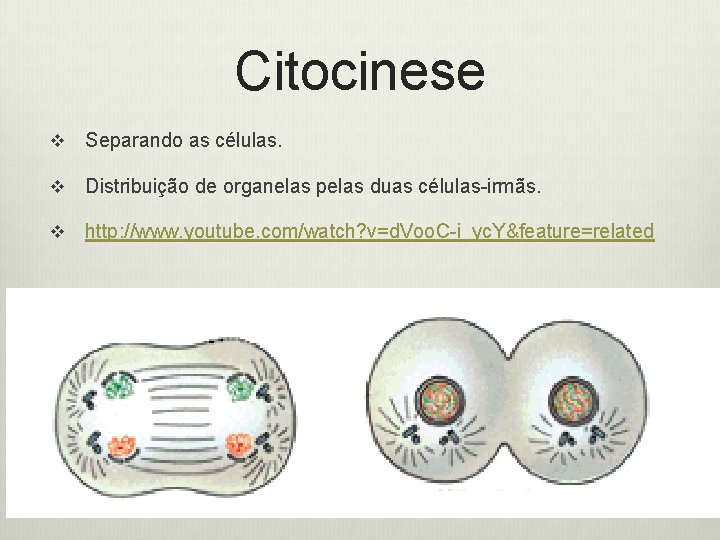 Citocinese v Separando as células. v Distribuição de organelas pelas duas células-irmãs. v http: