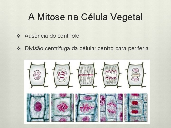 A Mitose na Célula Vegetal v Ausência do centríolo. v Divisão centrífuga da célula: