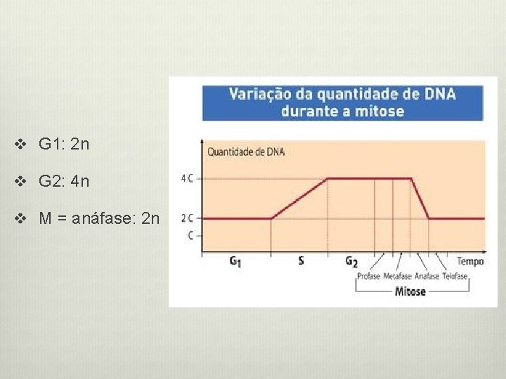 v G 1: 2 n v G 2: 4 n v M = anáfase: