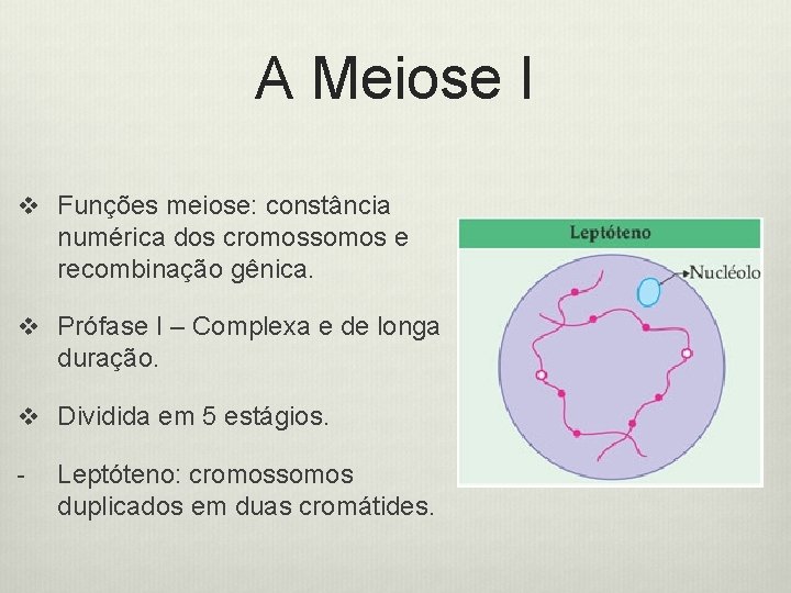 A Meiose I v Funções meiose: constância numérica dos cromossomos e recombinação gênica. v