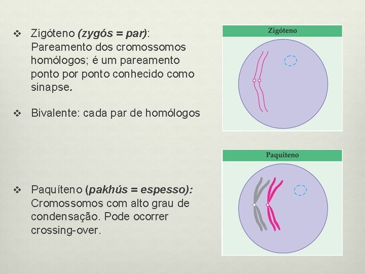 v Zigóteno (zygós = par): Pareamento dos cromossomos homólogos; é um pareamento por ponto