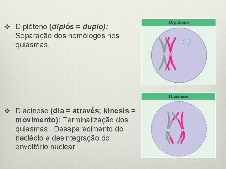 v Diplóteno (diplós = duplo): Separação dos homólogos nos quiasmas. v Diacinese (dia =