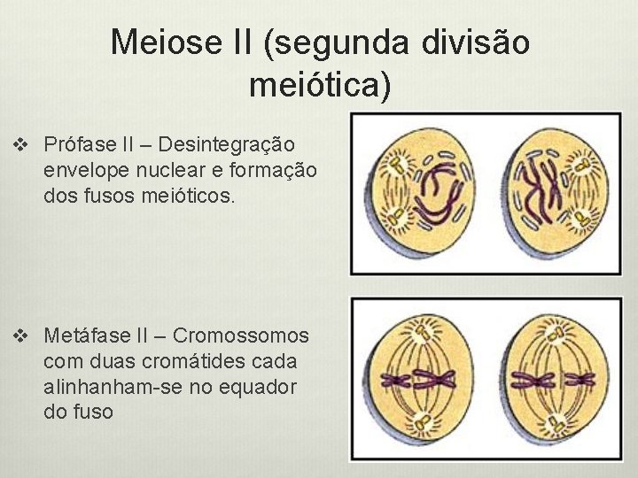 Meiose II (segunda divisão meiótica) v Prófase II – Desintegração envelope nuclear e formação