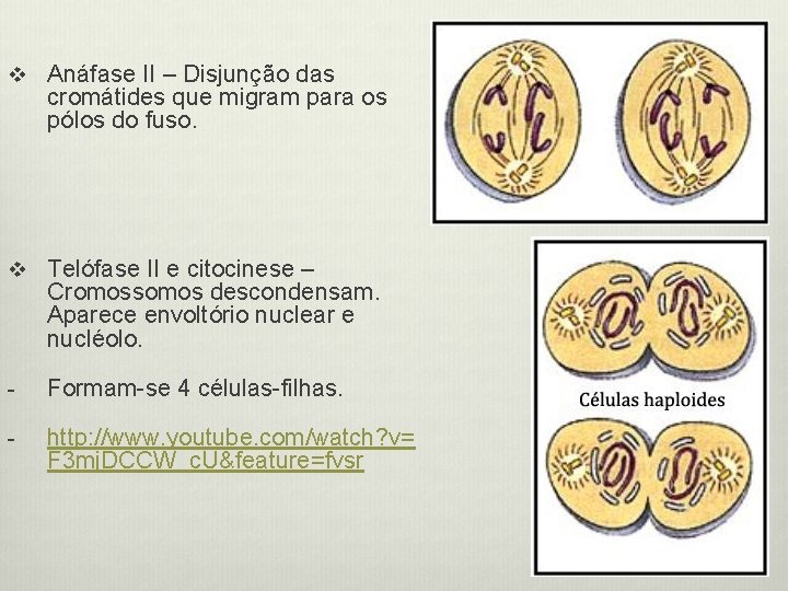 v Anáfase II – Disjunção das cromátides que migram para os pólos do fuso.