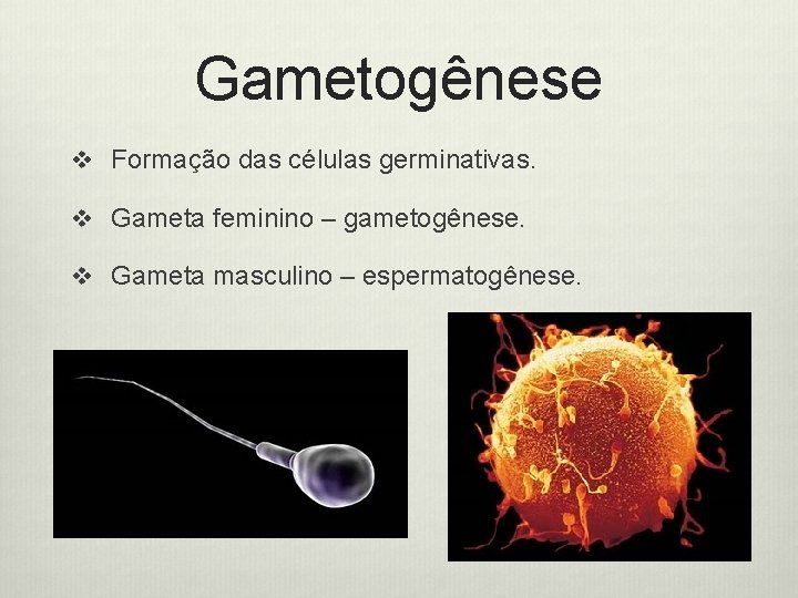 Gametogênese v Formação das células germinativas. v Gameta feminino – gametogênese. v Gameta masculino