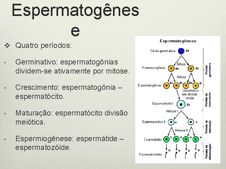 Espermatogênes e v Quatro períodos: - Germinativo: espermatogônias dividem-se ativamente por mitose. - Crescimento: