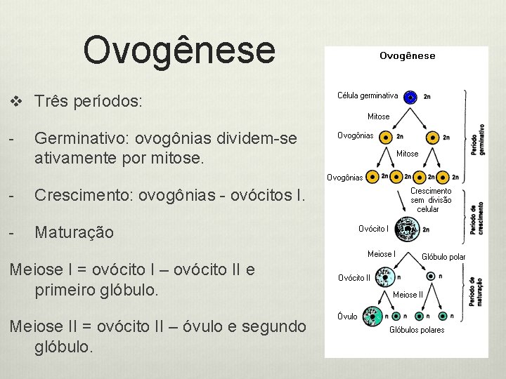 Ovogênese v Três períodos: - Germinativo: ovogônias dividem-se ativamente por mitose. - Crescimento: ovogônias