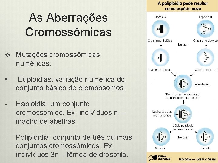 As Aberrações Cromossômicas v Mutações cromossômicas numéricas: § Euploidias: variação numérica do conjunto básico