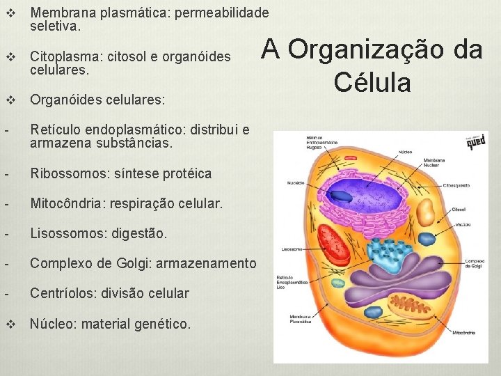 v Membrana plasmática: permeabilidade seletiva. v Citoplasma: citosol e organóides celulares. v Organóides celulares: