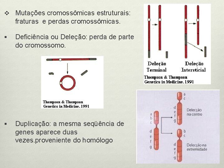 v Mutações cromossômicas estruturais: fraturas e perdas cromossômicas. § Deficiência ou Deleção: perda de