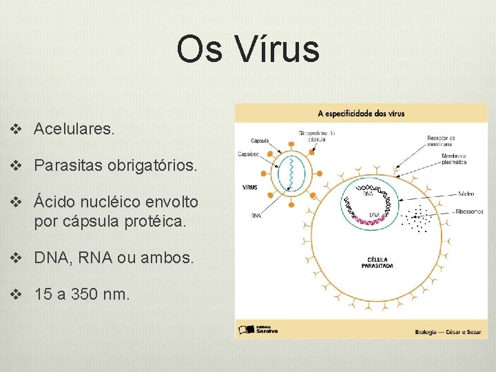 Os Vírus v Acelulares. v Parasitas obrigatórios. v Ácido nucléico envolto por cápsula protéica.