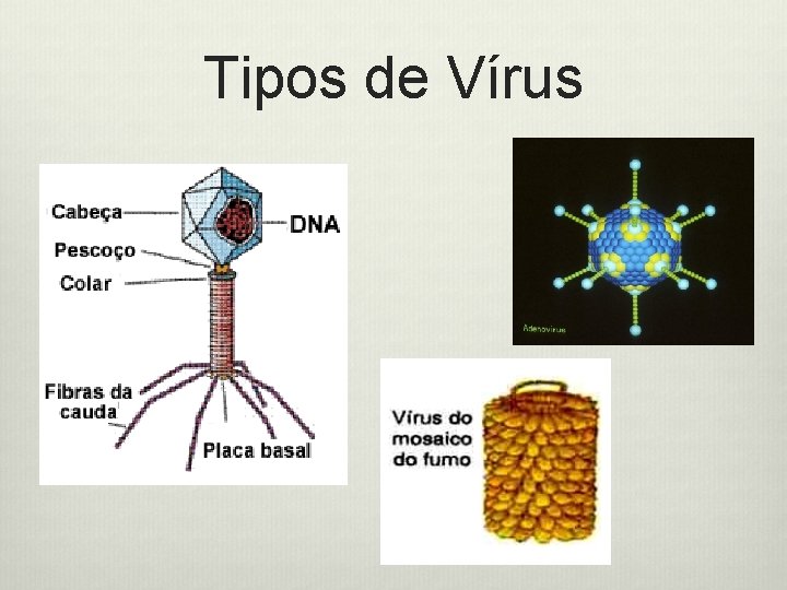 Tipos de Vírus 