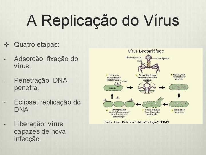 A Replicação do Vírus v Quatro etapas: - Adsorção: fixação do vírus. - Penetração: