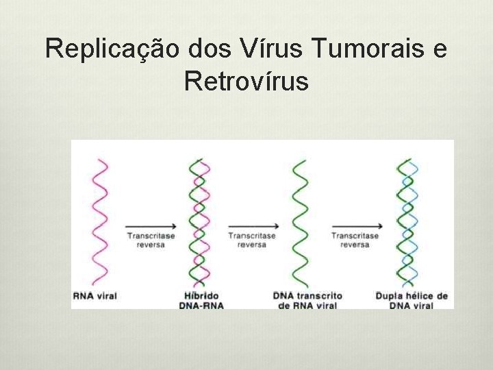 Replicação dos Vírus Tumorais e Retrovírus 