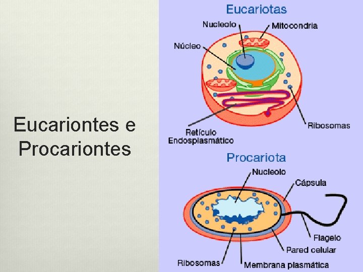 Eucariontes e Procariontes 