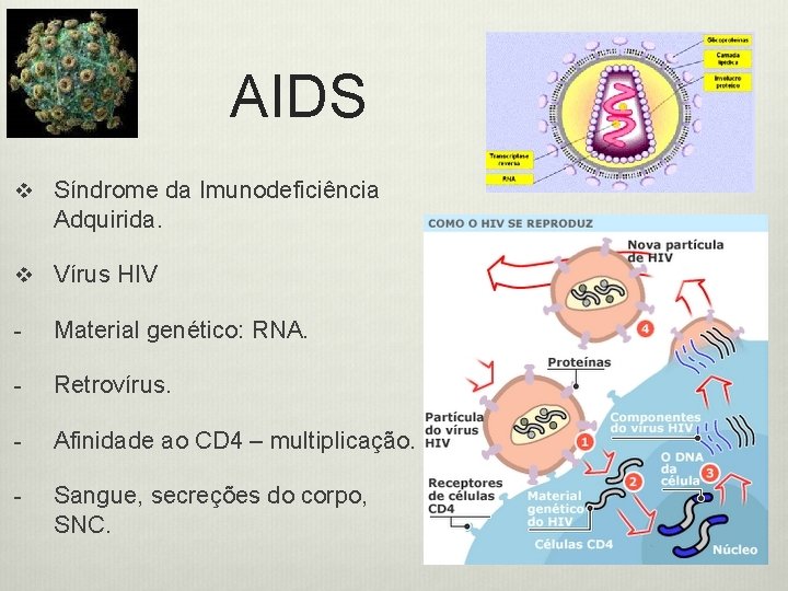 AIDS v Síndrome da Imunodeficiência Adquirida. v Vírus HIV - Material genético: RNA. -