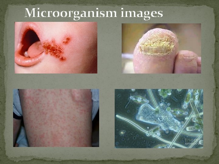 Microorganism images 