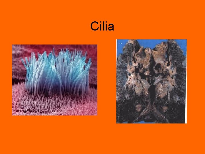 Cilia 