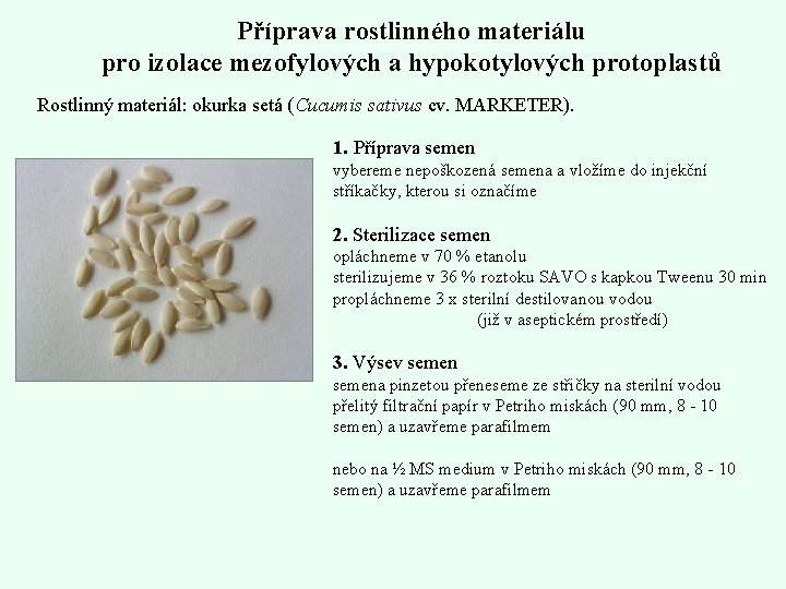 Příprava rostlinného materiálu pro izolace mezofylových a hypokotylových protoplastů Rostlinný materiál: okurka setá (Cucumis