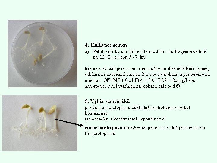 4. Kultivace semen a) Petriho misky umístíme v termostatu a kultivujeme ve tmě při
