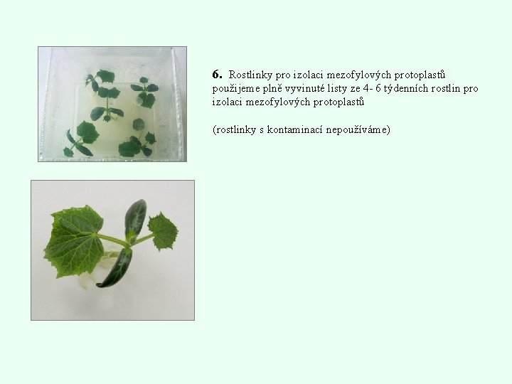 6. Rostlinky pro izolaci mezofylových protoplastů použijeme plně vyvinuté listy ze 4 - 6