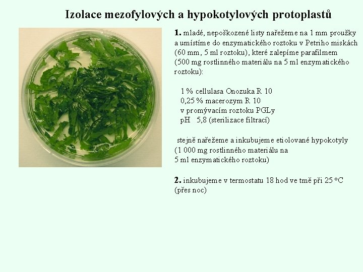 Izolace mezofylových a hypokotylových protoplastů 1. mladé, nepoškozené listy nařežeme na 1 mm proužky