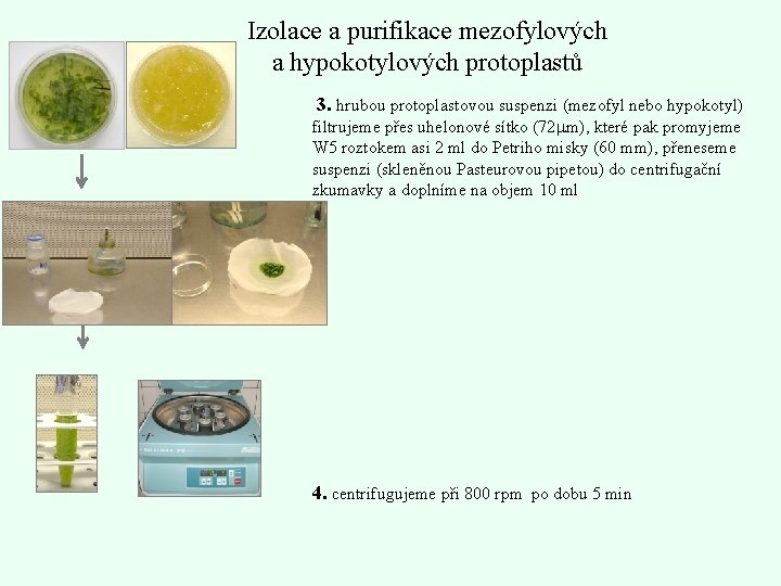 Izolace a purifikace mezofylových a hypokotylových protoplastů 3. hrubou protoplastovou suspenzi (mezofyl nebo hypokotyl)