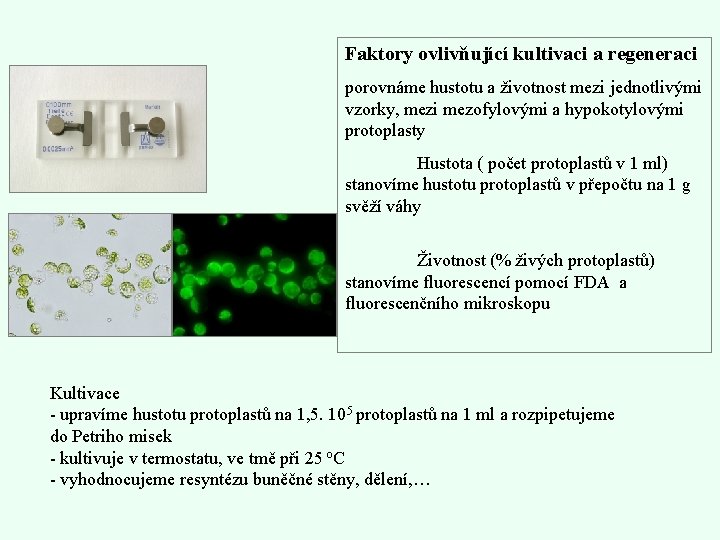 Faktory ovlivňující kultivaci a regeneraci porovnáme hustotu a životnost mezi jednotlivými vzorky, mezi mezofylovými