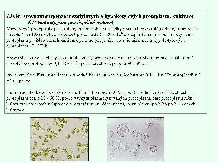Závěr: srovnání suspenze mezofylových a hypokotylových protoplastů, kultivace (!!! hodnoty jsou pro úspěšné izolace)