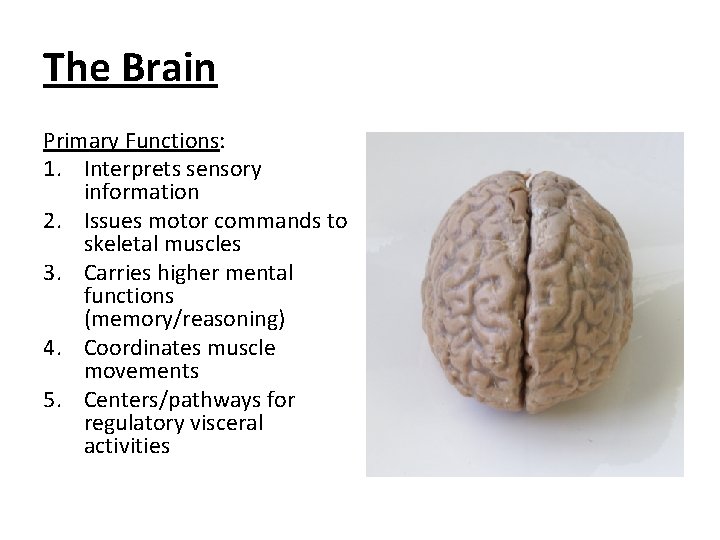 The Brain Primary Functions: 1. Interprets sensory information 2. Issues motor commands to skeletal