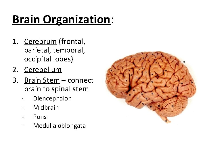Brain Organization: 1. Cerebrum (frontal, parietal, temporal, occipital lobes) 2. Cerebellum 3. Brain Stem