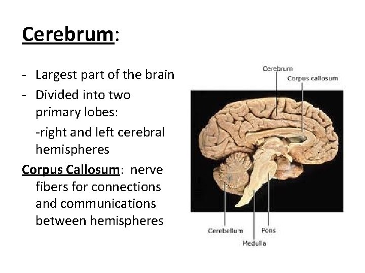 Cerebrum: - Largest part of the brain - Divided into two primary lobes: -right