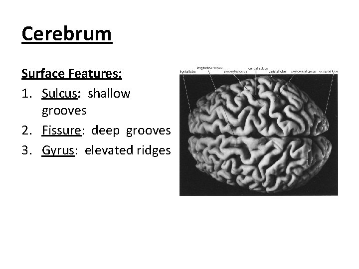 Cerebrum Surface Features: 1. Sulcus: shallow grooves 2. Fissure: deep grooves 3. Gyrus: elevated