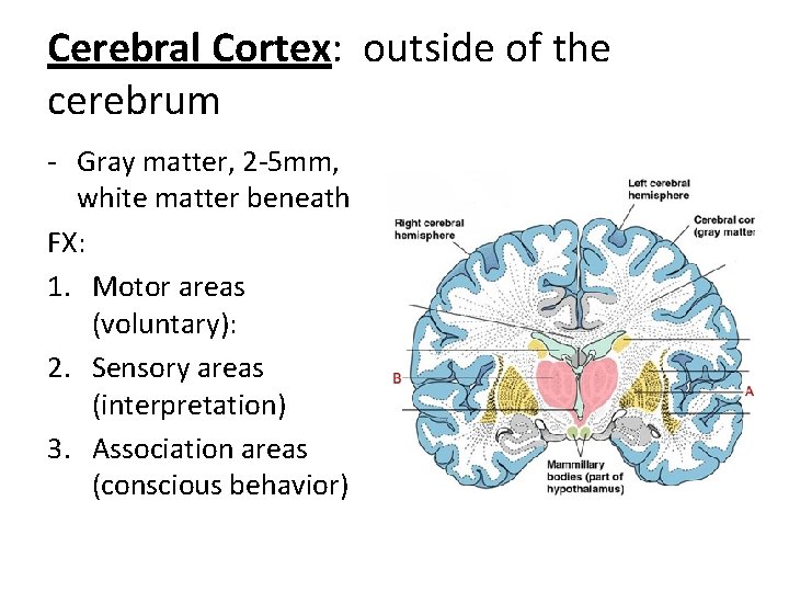 Cerebral Cortex: outside of the cerebrum - Gray matter, 2 -5 mm, white matter