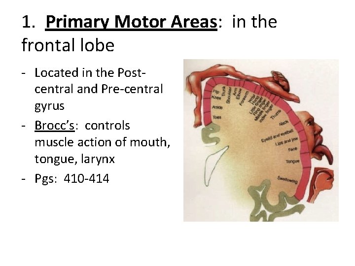 1. Primary Motor Areas: in the frontal lobe - Located in the Postcentral and