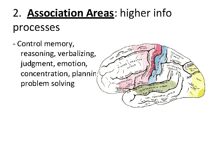 2. Association Areas: higher info processes - Control memory, reasoning, verbalizing, judgment, emotion, concentration,