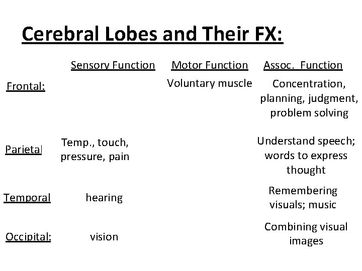 Cerebral Lobes and Their FX: Sensory Function Voluntary muscle Frontal: Parietal: Temporal: Occipital: Motor