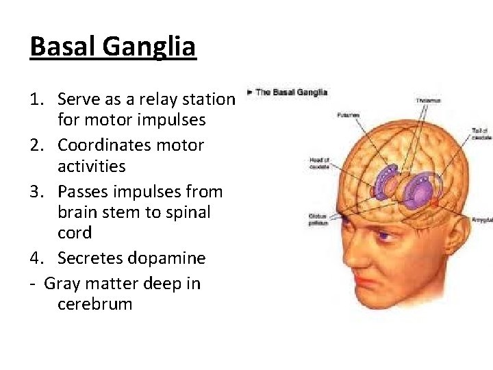 Basal Ganglia 1. Serve as a relay station for motor impulses 2. Coordinates motor