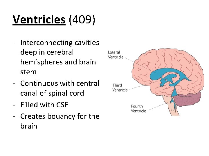 Ventricles (409) - Interconnecting cavities deep in cerebral hemispheres and brain stem - Continuous