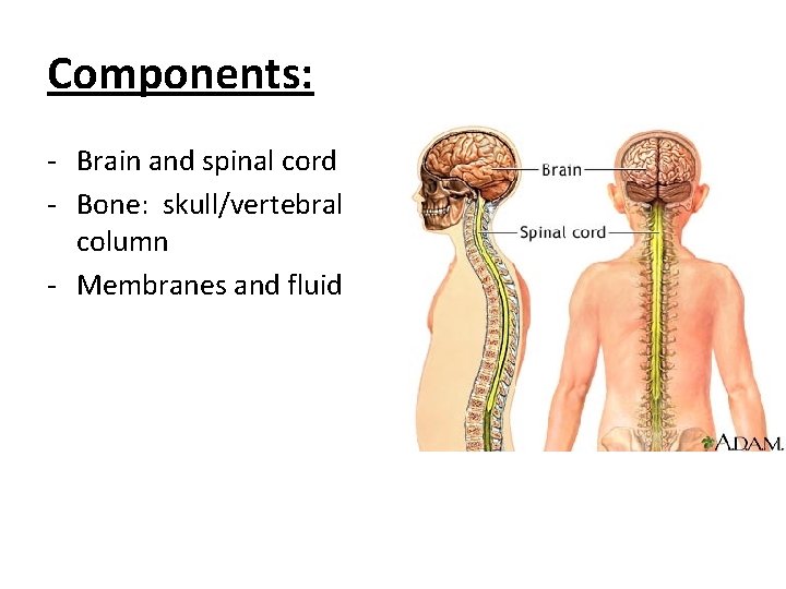 Components: - Brain and spinal cord - Bone: skull/vertebral column - Membranes and fluid
