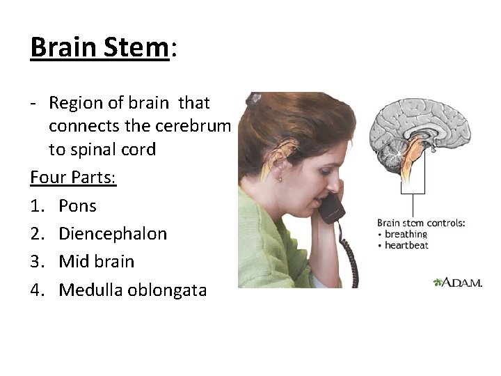 Brain Stem: - Region of brain that connects the cerebrum to spinal cord Four