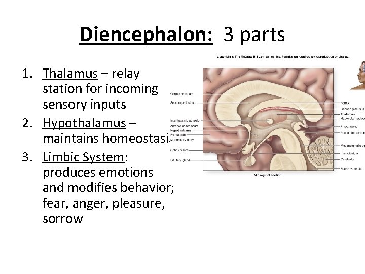 Diencephalon: 3 parts 1. Thalamus – relay station for incoming sensory inputs 2. Hypothalamus