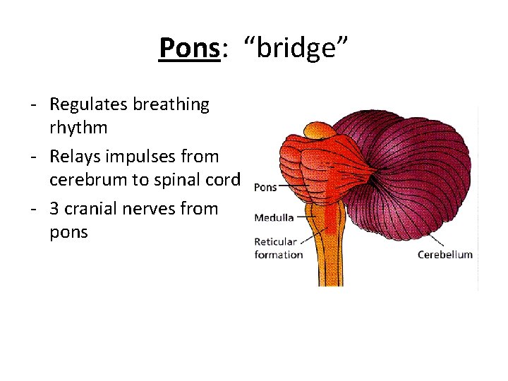 Pons: “bridge” - Regulates breathing rhythm - Relays impulses from cerebrum to spinal cord
