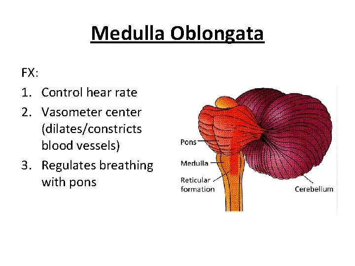 Medulla Oblongata FX: 1. Control hear rate 2. Vasometer center (dilates/constricts blood vessels) 3.