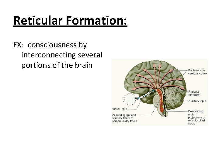 Reticular Formation: FX: consciousness by interconnecting several portions of the brain 