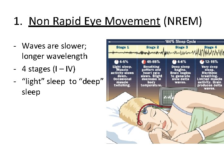 1. Non Rapid Eye Movement (NREM) - Waves are slower; longer wavelength - 4
